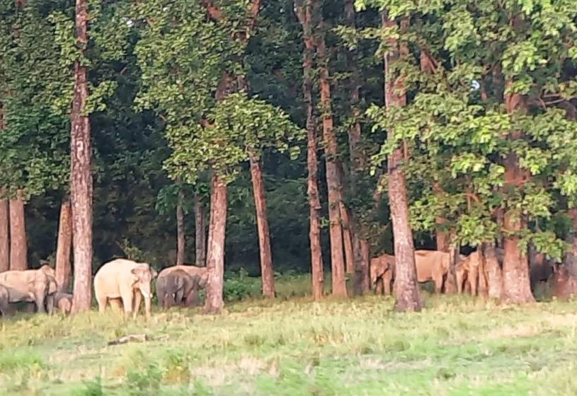 हात्तीको बथान झापा प्रवेशः सुरक्षित रहन आग्रह